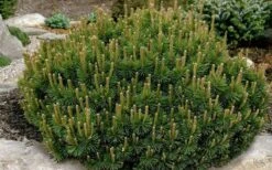 Dwarf Swiss Mountain Pine (Pinus Mugo 'Pumilio') - 2 Gallon Pot -Foliage Dream Sales Store pinus mugo pumillo dwarf swiss mountain pine 1