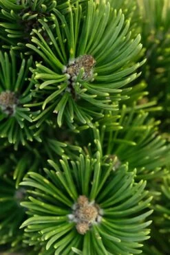 Sherwood Compact Mugo Pine Single Trunk Topiary Tree - 2 Gallon Pot -Foliage Dream Sales Store pinus mugo sherwood compact mountain pine 1