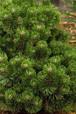 Sherwood Compact Mugo Pine Single Trunk Topiary Tree - 2 Gallon Pot -Foliage Dream Sales Store pinus mugo sherwood compact mountain pine 2