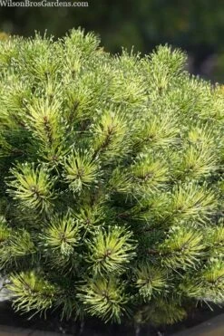 Sunshine Mugo Pine - 2 Gallon Pot -Foliage Dream Sales Store pinus mugo sunshine mugo pine 10