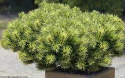 Sunshine Mugo Pine - 2 Gallon Pot -Foliage Dream Sales Store pinus mugo sunshine mugo pine 11