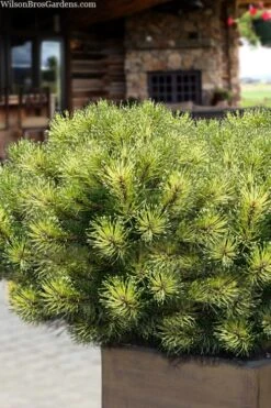 Sunshine Mugo Pine - 2 Gallon Pot -Foliage Dream Sales Store pinus mugo sunshine mugo pine 15