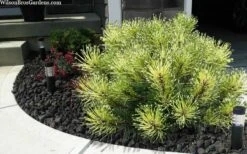 Sunshine Mugo Pine - 2 Gallon Pot -Foliage Dream Sales Store pinus mugo sunshine mugo pine 6