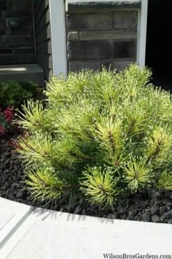 Sunshine Mugo Pine - 2 Gallon Pot -Foliage Dream Sales Store pinus mugo sunshine mugo pine 7