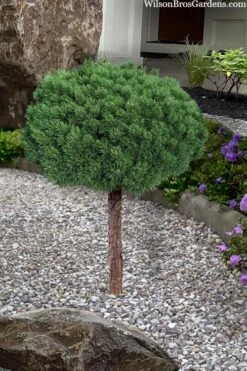 Valley Cushion Mugo Pine Single Trunk Topiary Tree - 1 Gallon Pot -Foliage Dream Sales Store pinus mugo valley cushion mugo pine single trunk topiary tree 4