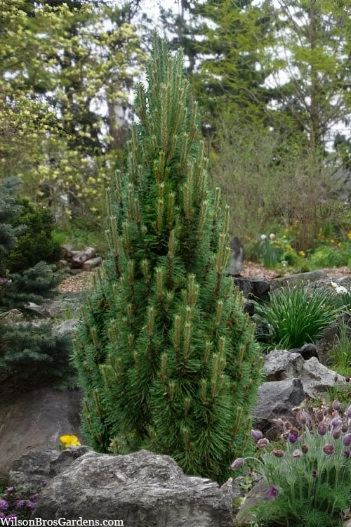 Frank's Columnar Austrian Black Pine (Pinus Nigra) - 6 Gallon Pot 1 Frank's Columnar Austrian Black Pine (Pinus Nigra) - 6 Gallon Pot