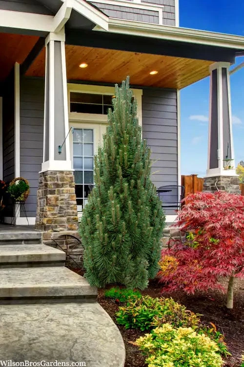 Frank's Columnar Austrian Black Pine (Pinus Nigra) - 6 Gallon Pot 4 Frank's Columnar Austrian Black Pine (Pinus Nigra) - 6 Gallon Pot - Image 4