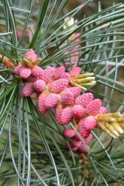 Japanese White Pine (Pinus Parviflora 'Glauca') - 5 Gallon Pot -Foliage Dream Sales Store pinus parviflora glauca japanese white pine 10