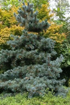 Japanese White Pine (Pinus Parviflora 'Glauca') - 5 Gallon Pot -Foliage Dream Sales Store pinus parviflora glauca japanese white pine 11