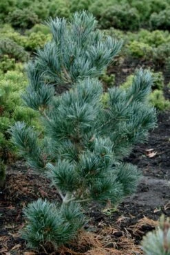 Japanese White Pine (Pinus Parviflora 'Glauca') - 5 Gallon Pot -Foliage Dream Sales Store pinus parviflora glauca japanese white pine 4