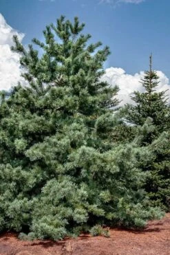 Japanese White Pine (Pinus Parviflora 'Glauca') - 5 Gallon Pot -Foliage Dream Sales Store pinus parviflora glauca japanese white pine 5