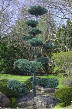 Japanese White Pine (Pinus Parviflora 'Glauca') - 5 Gallon Pot -Foliage Dream Sales Store pinus parviflora glauca japanese white pine 6