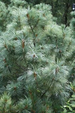 Japanese White Pine (Pinus Parviflora 'Glauca') - 5 Gallon Pot -Foliage Dream Sales Store pinus parviflora glauca japanese white pine 8