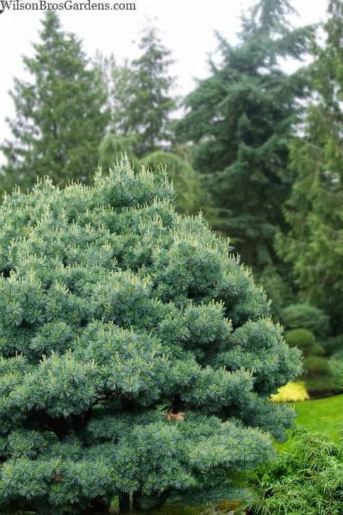 Blue Shag Eastern White Pine - 3 Gallon Pot 1 Blue Shag Eastern White Pine - 3 Gallon Pot