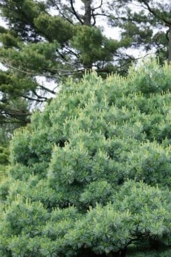 Blue Shag Eastern White Pine (Single Trunk Topiary) - 3 Gallon Pot -Foliage Dream Sales Store pinus strobus blue shag eastern white pine 12 3