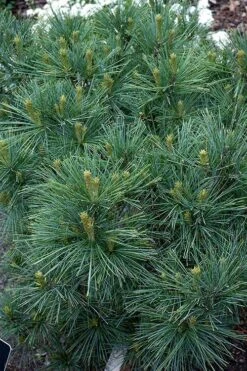 Blue Shag Eastern White Pine (Single Trunk Topiary) - 3 Gallon Pot -Foliage Dream Sales Store pinus strobus blue shag eastern white pine 13 3