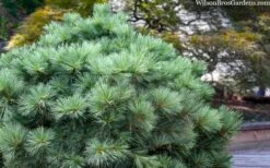 Blue Shag Eastern White Pine (Single Trunk Topiary) - 3 Gallon Pot -Foliage Dream Sales Store pinus strobus blue shag eastern white pine 3 3