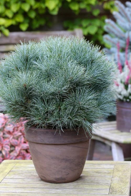 Sea Urchin Miniature Eastern White Pine - 2 Gallon Pot 1 Sea Urchin Miniature Eastern White Pine - 2 Gallon Pot