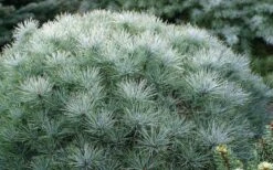 Sea Urchin Miniature Eastern White Pine - 2 Gallon Pot 11 Sea Urchin Miniature Eastern White Pine - 2 Gallon Pot -Foliage Dream Sales Store pinus strobus sea urchin dwarf eastern white pine 2