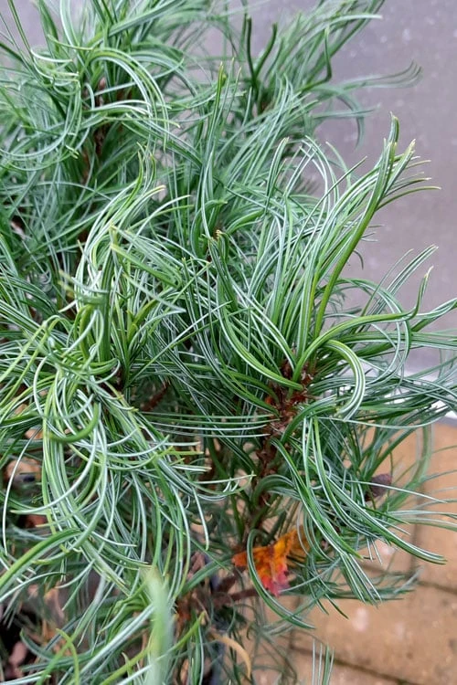 Wiggles Eastern White Pine (Pinus Strobus) - 3 Gallon Pot 4 Wiggles Eastern White Pine (Pinus Strobus) - 3 Gallon Pot - Image 4