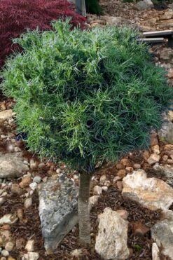Wiggles Eastern White Pine (Single Trunk Topiary Tree) - 3 Gallon Pot -Foliage Dream Sales Store pinus strobus wiggles eastern white pine 10