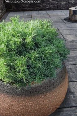 Wiggles Eastern White Pine (Pinus Strobus) - 3 Gallon Pot 15 Wiggles Eastern White Pine (Pinus Strobus) - 3 Gallon Pot -Foliage Dream Sales Store pinus strobus wiggles eastern white pine 3