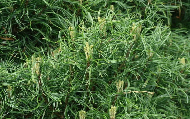 Wiggles Eastern White Pine (Pinus Strobus) - 3 Gallon Pot 5 Wiggles Eastern White Pine (Pinus Strobus) - 3 Gallon Pot - Image 5