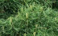 Wiggles Eastern White Pine (Single Trunk Topiary Tree) - 3 Gallon Pot -Foliage Dream Sales Store pinus strobus wiggles eastern white pine 4