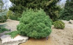 Wiggles Eastern White Pine (Pinus Strobus) - 3 Gallon Pot 13 Wiggles Eastern White Pine (Pinus Strobus) - 3 Gallon Pot -Foliage Dream Sales Store pinus strobus wiggles eastern white pine 5
