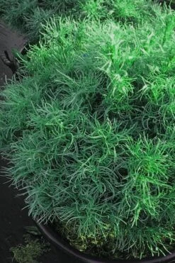 Wiggles Eastern White Pine (Pinus Strobus) - 3 Gallon Pot 14 Wiggles Eastern White Pine (Pinus Strobus) - 3 Gallon Pot -Foliage Dream Sales Store pinus strobus wiggles eastern white pine 6