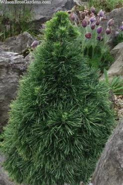 Green Penguin Scots Pine (Pinus Sylvestris) - 2 Gallon Pot