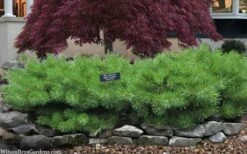 Hillside Creeper Scotch Pine (Pinus Sylvestris) - 3 Gallon Pot -Foliage Dream Sales Store pinus sylvestris hillside creeper 3