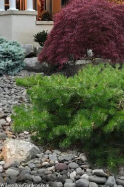 Hillside Creeper Scotch Pine (Pinus Sylvestris) - 3 Gallon Pot -Foliage Dream Sales Store pinus sylvestris hillside creeper 4