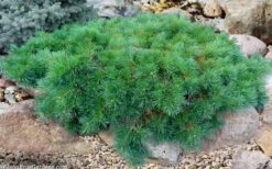 Hillside Creeper Scotch Pine (Pinus Sylvestris) - 6 Gallon Pot -Foliage Dream Sales Store pinus sylvestris hillside creeper 5 1