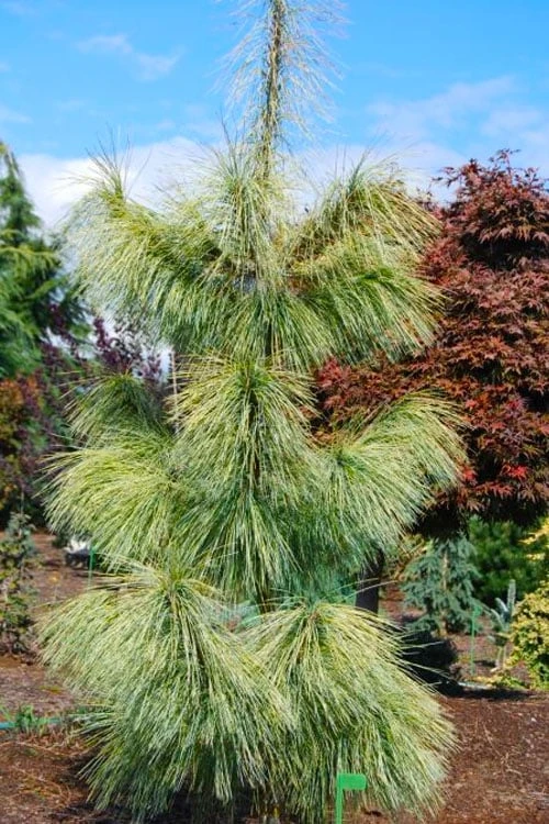 Zebrina Himalayan Pine (Pinus Wallichiana) - 5 Gallon Pot 6 Zebrina Himalayan Pine (Pinus Wallichiana) - 5 Gallon Pot - Image 6