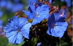 Hardy Blue Plumbago - Ceratostigma Plumbaginoides - 10 Pack Of Pint Pots -Foliage Dream Sales Store plumbago hardy blue perennial