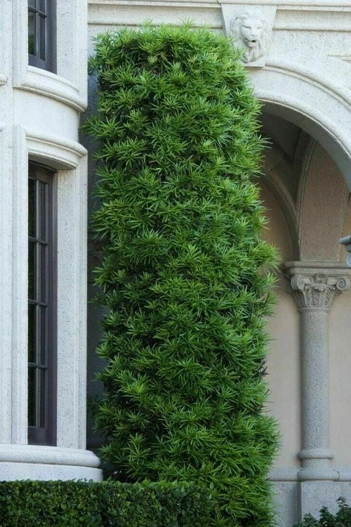 Podocarpus Macrophyllus Upright Yew - 7 Gallon Pot (3-4') 5 Podocarpus Macrophyllus Upright Yew - 7 Gallon Pot (3-4') - Image 5