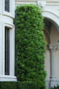 Podocarpus Macrophyllus Upright Yew - 7 Gallon Pot (4-5') -Foliage Dream Sales Store podocarpus macrophyllus upright yew 104