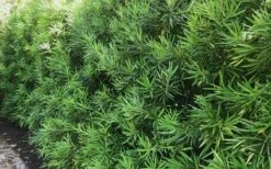 Podocarpus Macrophyllus Upright Yew - 7 Gallon Pot (4-5') -Foliage Dream Sales Store podocarpus macrophyllus upright yew 105