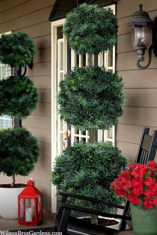 Maki Podocarpus Yew 3-Ball Poodle Tier Topiary - 7 Gallon Pot (4-5') 1 Maki Podocarpus Yew 3-Ball Poodle Tier Topiary - 7 Gallon Pot (4-5')