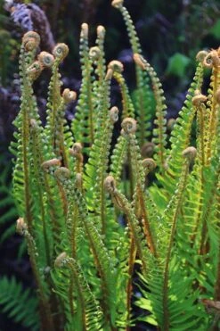 Western Sword Fern (Polystichum Munitum) - 1 Gallon Pot -Foliage Dream Sales Store polystichum munitum western sword fern 10