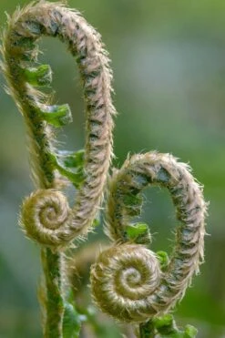 Western Sword Fern (Polystichum Munitum) - 1 Gallon Pot -Foliage Dream Sales Store polystichum munitum western sword fern 2