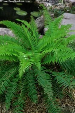Western Sword Fern (Polystichum Munitum) - 1 Gallon Pot -Foliage Dream Sales Store polystichum munitum western sword fern 4