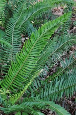 Western Sword Fern (Polystichum Munitum) - 1 Gallon Pot -Foliage Dream Sales Store polystichum munitum western sword fern 5