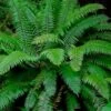 Western Sword Fern (Polystichum Munitum) - 1 Gallon Pot