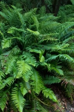 Western Sword Fern (Polystichum Munitum) - 1 Gallon Pot -Foliage Dream Sales Store polystichum munitum western sword fern 8