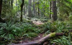 Western Sword Fern (Polystichum Munitum) - 1 Gallon Pot -Foliage Dream Sales Store polystichum munitum western sword fern 9