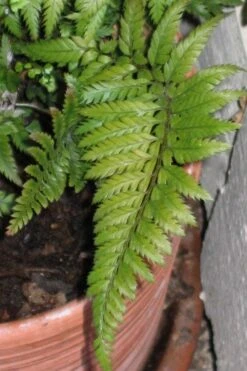 Korean Rock Fern - 6 Pack Of 1 Gallon Pots -Foliage Dream Sales Store polystichum tsus simense korean rock fern 1