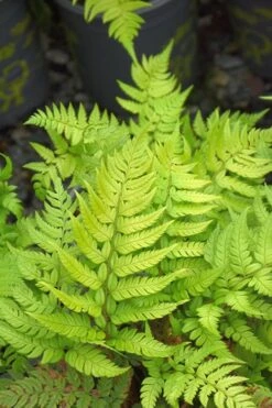 Korean Rock Fern - 6 Pack Of 1 Gallon Pots -Foliage Dream Sales Store polystichum tsus simense korean rock fern 4