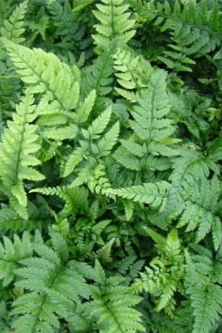 Korean Rock Fern - 6 Pack Of 1 Gallon Pots -Foliage Dream Sales Store polystichum tsus simense korean rock fern 5